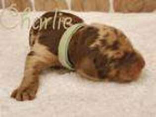 Labradoodle Puppy for sale in Prescott Valley, AZ, USA