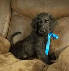 Labradoodle Puppy for sale in Warner Robins, GA, USA