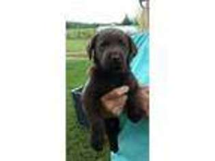 Labrador Retriever Puppy for sale in Scottsburg, VA, USA