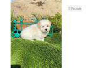 Mal-Shi Puppy for sale in Madera, CA, USA