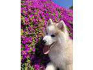 Siberian Husky Puppy for sale in Westminster, CA, USA