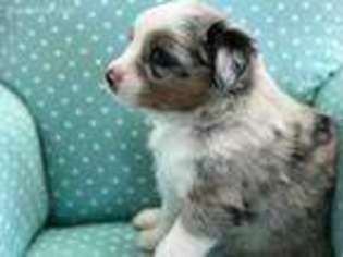 Miniature Australian Shepherd Puppy for sale in Chesapeake, VA, USA