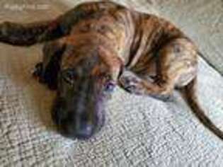 Great Dane Puppy for sale in Highland Lakes, NJ, USA