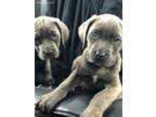 Cane Corso Puppy for sale in Odenton, MD, USA