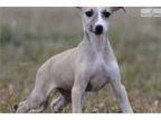 Whippet Puppy for sale in Fort Worth, TX, USA