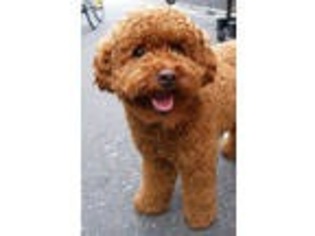 Goldendoodle Puppy for sale in Arlington, WA, USA