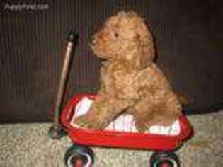 Goldendoodle Puppy for sale in Hesston, KS, USA