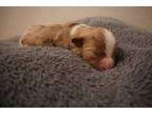 Miniature Australian Shepherd Puppy for sale in Windsor, CO, USA