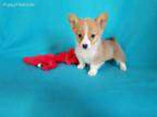 Pembroke Welsh Corgi Puppy for sale in North Collins, NY, USA