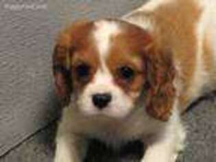 Cavalier King Charles Spaniel Puppy for sale in Vian, OK, USA