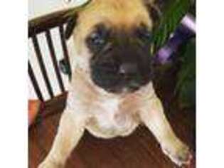 Mutt Puppy for sale in Charles Town, WV, USA