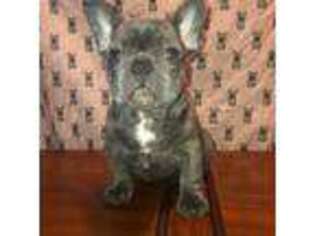 French Bulldog Puppy for sale in Walker, MN, USA