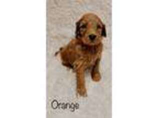 Goldendoodle Puppy for sale in Abilene, TX, USA