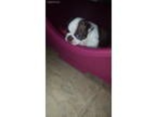 Boston Terrier Puppy for sale in Mayview, MO, USA