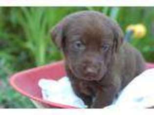Labrador Retriever Puppy for sale in DEER LODGE, TN, USA