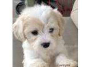 Cavapoo Puppy for sale in Saint James, MO, USA