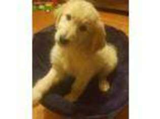 Goldendoodle Puppy for sale in Powder Springs, GA, USA