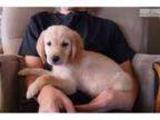 Golden Retriever Puppy for sale in Fort Worth, TX, USA