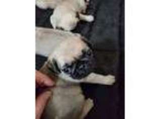 Pug Puppy for sale in West Milton, OH, USA