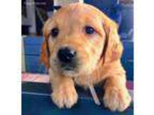 Golden Retriever Puppy for sale in Menasha, WI, USA