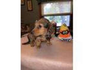 Dachshund Puppy for sale in Heislerville, NJ, USA