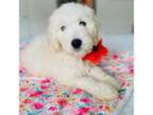 Goldendoodle Puppy for sale in Oceanside, CA, USA