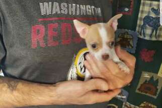 Chihuahua Puppy for sale in Lothian, MD, USA