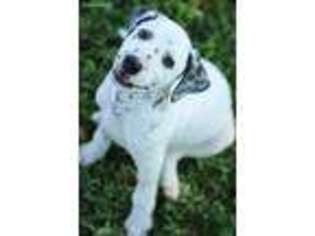 Dalmatian Puppy for sale in Baytown, TX, USA