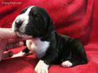 Great Dane Puppy for sale in Sachse, TX, USA