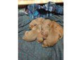 Vizsla Puppy for sale in Bay City, MI, USA