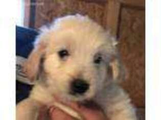 Goldendoodle Puppy for sale in Horton, AL, USA