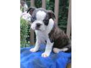 Boston Terrier Puppy for sale in Loysville, PA, USA