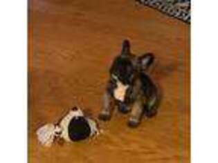 French Bulldog Puppy for sale in Stratford, WI, USA