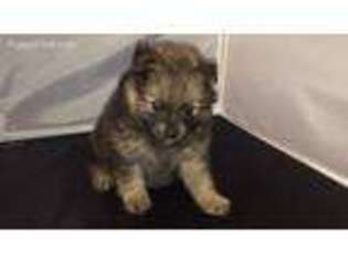 Pomeranian Puppy for sale in Palestine, TX, USA