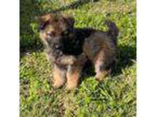 German Shepherd Dog Puppy for sale in Hopedale, IL, USA