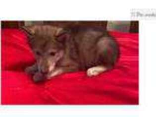 Wolf Hybrid Puppy for sale in Charleston, SC, USA