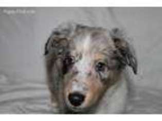 Shetland Sheepdog Puppy for sale in Brooksville, FL, USA
