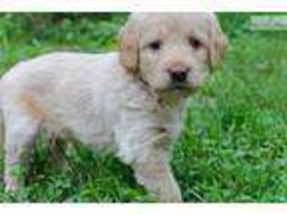 Labradoodle Puppy for sale in Lenoir, NC, USA