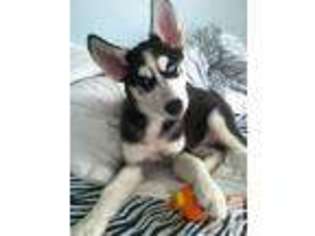 Siberian Husky Puppy for sale in NOBLESVILLE, IN, USA