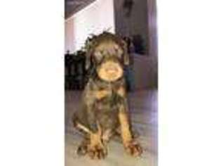 Doberman Pinscher Puppy for sale in Wittmann, AZ, USA