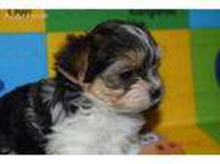 Biewer Terrier Puppy for sale in Manila, AR, USA