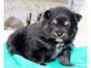 Pomeranian Puppy for sale in Bremen, IN, USA