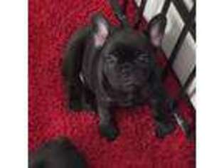 French Bulldog Puppy for sale in Ronkonkoma, NY, USA