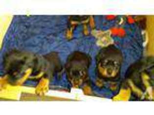 Mutt Puppy for sale in WORTHVILLE, KY, USA