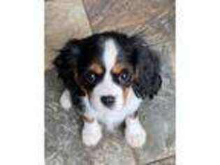 Cavalier King Charles Spaniel Puppy for sale in Grinnell, IA, USA