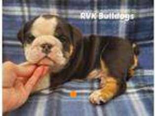 Bulldog Puppy for sale in Wymore, NE, USA