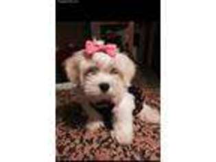 Maltese Puppy for sale in Ontario, CA, USA