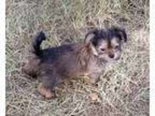 Shorkie Tzu Puppy for sale in Mansfield, TX, USA
