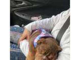 Bulldog Puppy for sale in Jersey City, NJ, USA