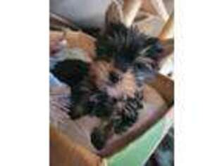 Yorkshire Terrier Puppy for sale in Dover, DE, USA